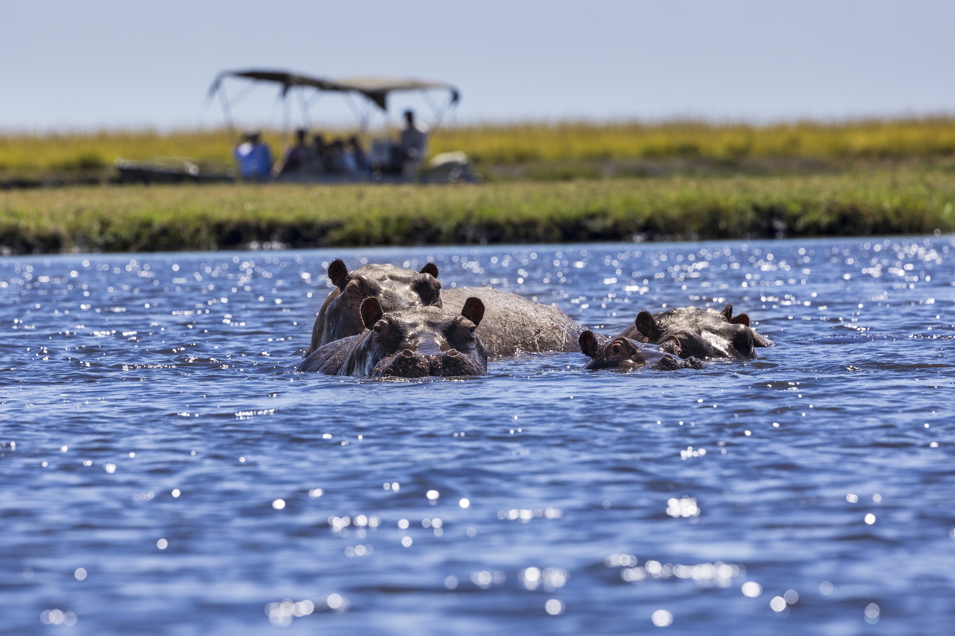 River Hippos