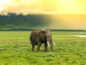 Elephant at the Crater