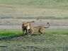 Lions