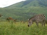 Zebras in the Crater