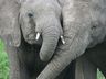 Exterior Elephants