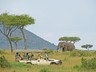 Game Viewing