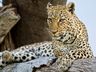 Exterior Leopard