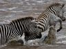 Exterior Wild Animals