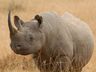 Exterior Wild Animals