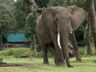 Exterior Wild Animals