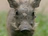 Exterior Wild Animals