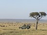 Game Drives