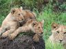 Exterior Wild Animals