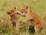 Exterior Wild Animals