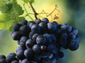 wine farm