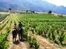 Wine tasting on horse back