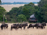 Mara Plains Camp