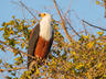 Bird Watching