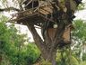 Tree House