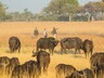 Walking safari