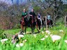 horseback