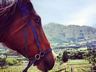 horseback