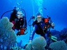 Scuba Divers
