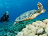 Scuba diving