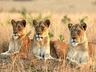 A Big Cat Safari