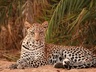 Game Drives