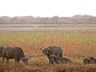 Game Viewing