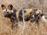 Safari