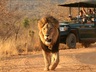 Game Drives