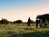 Bush Walks