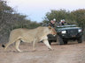 Game Drives