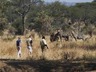 Walking Safaris
