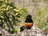 Birding Tours