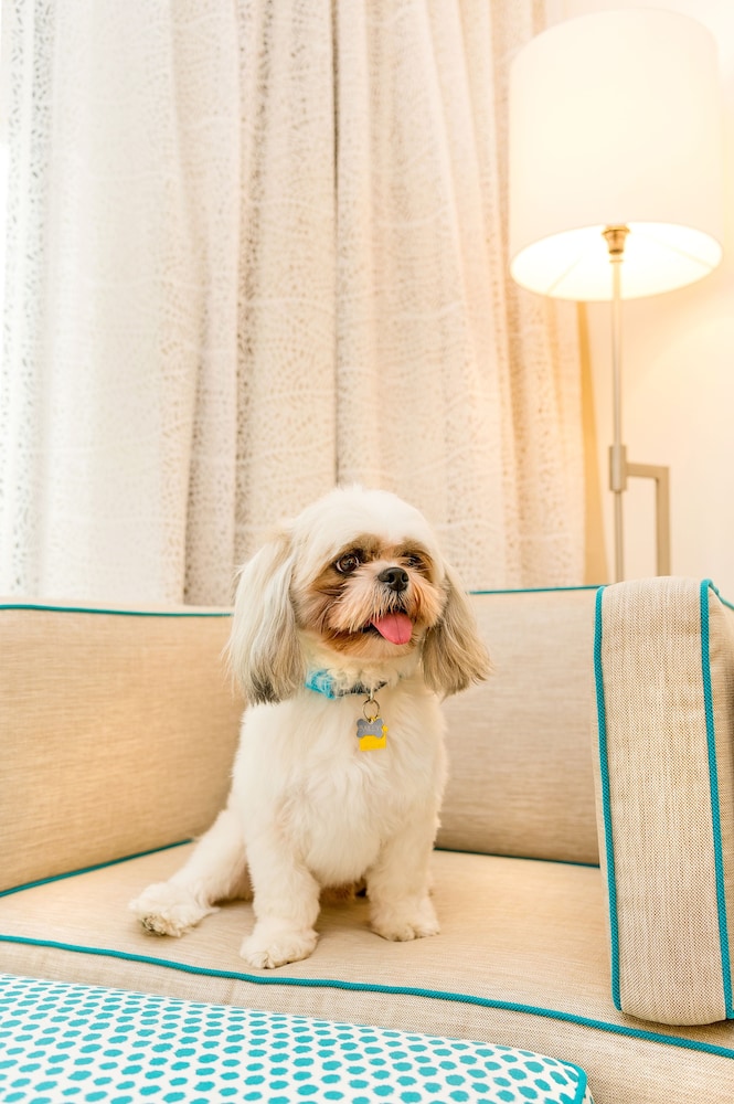 Pet-Friendly