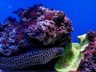 Mombasa Marine Park