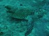 Deep sea diving