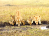 Lion Tracking