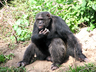The Sweetwaters Chimpanzee Sanctuary