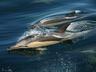 Dolphins