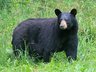 Black Bears