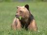 Grizzly Bears