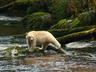 Spirit Bears