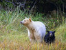 Spirit Bear Lodge