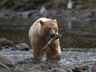 Spirit Bear Lodge