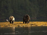 Spirit Bear Lodge