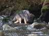 Spirit Bear Lodge