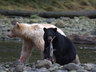Spirit Bear Lodge