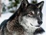 Wolves