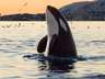 Majestic Orca Whales