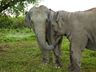 Elephant Camp